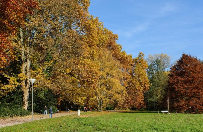 Rombergpark-Herbst-2015